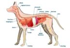 Canine Care Cornerstone Comprehensive Dog Health & Scientific Insights