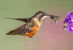 are hummingbirds insects or birds