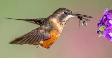 are hummingbirds insects or birds