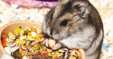 can birds eat hamster food