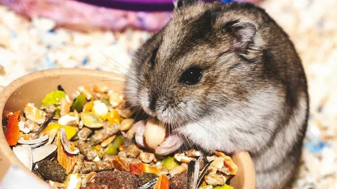 can birds eat hamster food