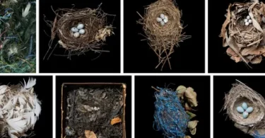 types of birds nests