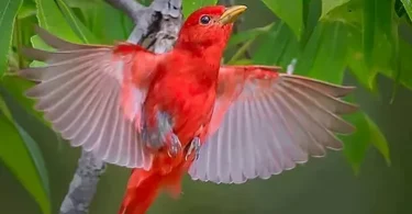 types of red birds