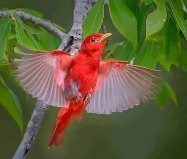 types of red birds