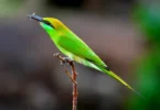 insect eater birds