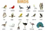 types of birds in arkansas
