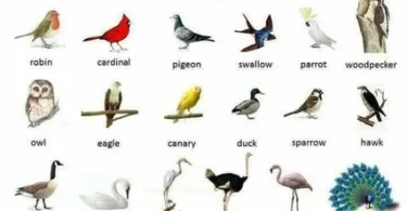 types of birds in arkansas